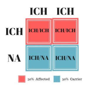 Ichthyosis affected bred to Ichthyosis Carrier Results in 50% Ichthyosis carrier 50% Ichthyosis affected