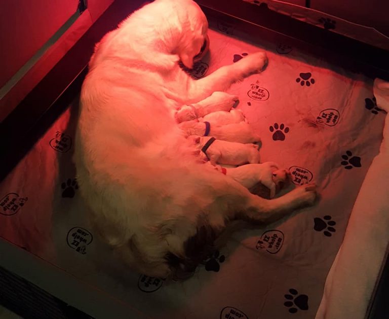 snow with puppies under heat lamp